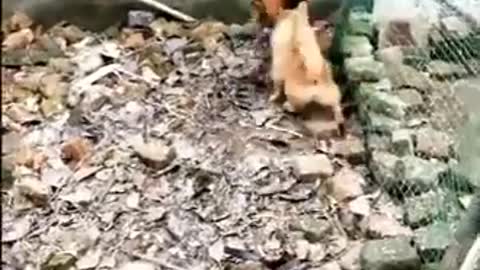 Chickens and dogs fight!