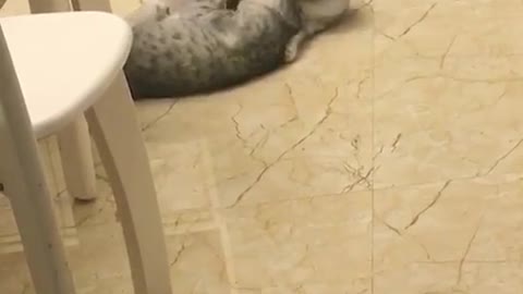 Two cute cats are playing