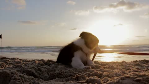 puppy dog playing at beach