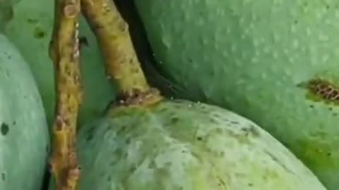 The easy way of grafting mangoes from different trees