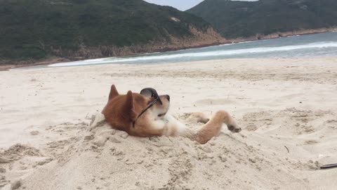 Cool Shiba Inu's day at the beach