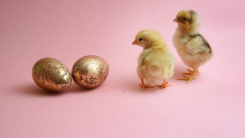 2 Easter Chicks With