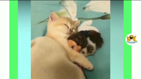 Great 👍 Funny Kitten Therapy Video, See How Kitten Meowing in a Beautiful Ways ❤️🌷🌺💕