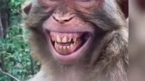 Monkey funny video Very Nice Smiling Video