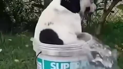 Funny animals 2024😆 - Funniest Cats and Dogs Video🐕🐈