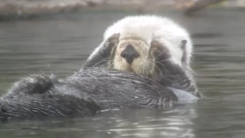 Otter bathing