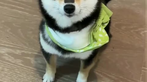 Is this the correct way to communicate with Shiba Dog？