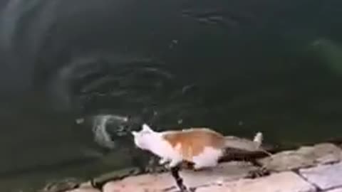 funny cat showing humans how they catch fish