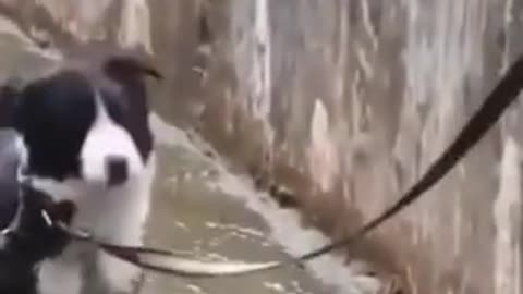 SHORT FUNNY HUSKY VIDEO