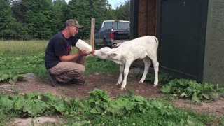 bottle feeding a calf