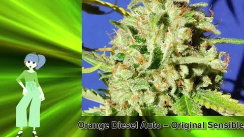 Orange Diesel Auto – Original Sensible
