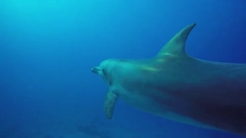 dolphins in the Red Sea eilat israel - photographed by Meni Meller