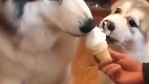 Funny Dogs eating ice cream