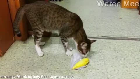comedy cat vs durian
