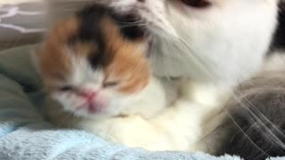 Mama Cat Grooms Newborn Kitten