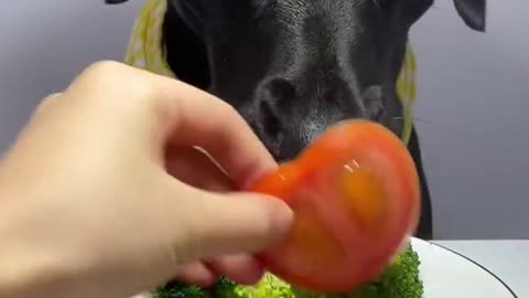 How dog eats