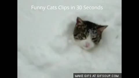 Funny cat