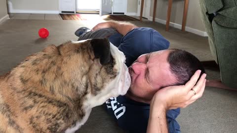 English Bulldog Loves His Owner A Little Too Much