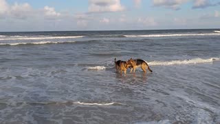 German Shepherds Florida Beach