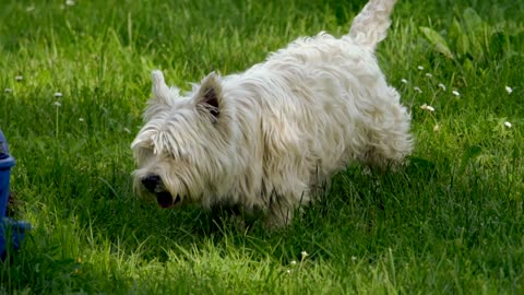 Cute Little Dog Walking In Park