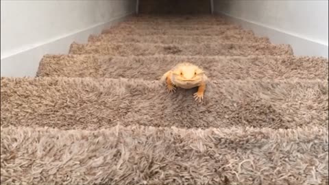 Bearded dragon climbs stairs for exercise