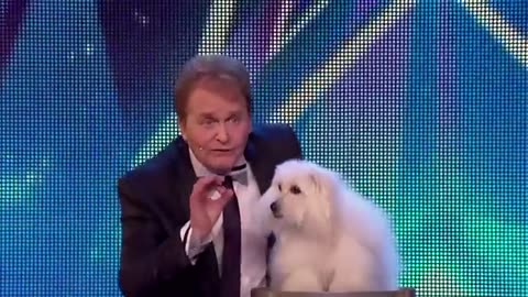 10 FUNNIEST Animal Auditions EVER On Got Talent!