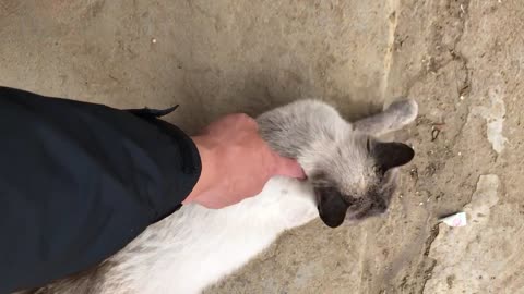 Siamese cat getting a massage haha