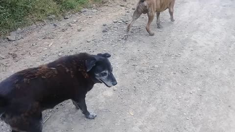 Perro no le gusto que lo grabara