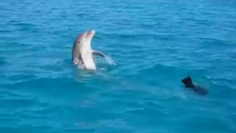 Dog play with a Dolphin in Water