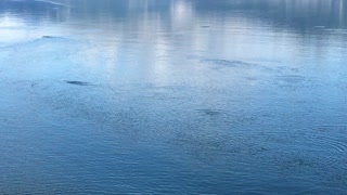 Sea otters in the wild