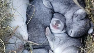 Baby Bunnies Sleeping