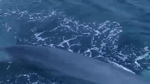ocean behemoth