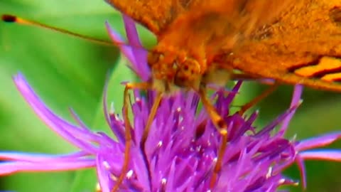 Fritillary Butterfly