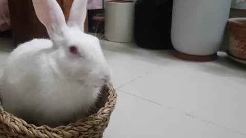 TREAT TREAT TREAT!!! cute boy 🐰