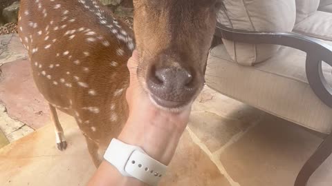 Deer needs attention