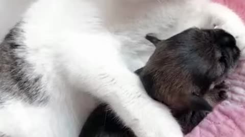 The cat and her baby