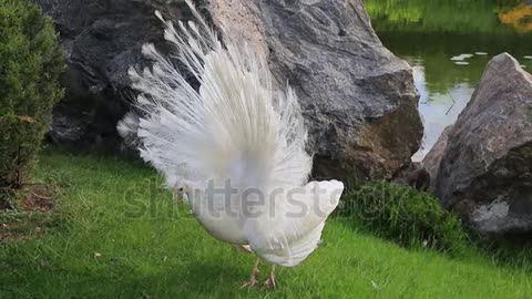 white Peacock with open feathers.