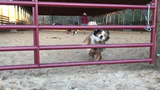 Doggo Make Graceful Jump Through Gap In Gate