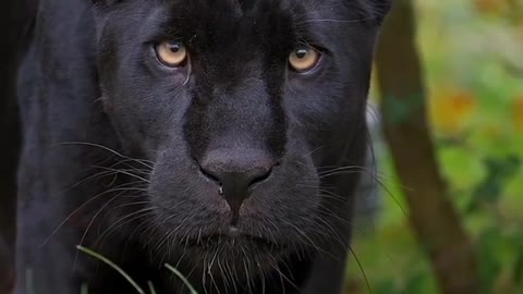 The beautiful Black Panter