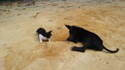 Cats vs dog