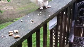 Albino Squirrel Squares Off to Protect Nuts