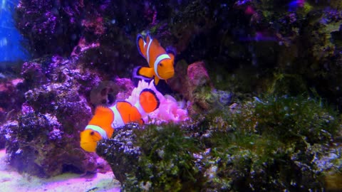 sweet Clownfish