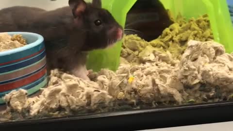 Tired Hamster Yawns And Stretches