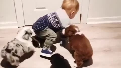 puppy biting tail