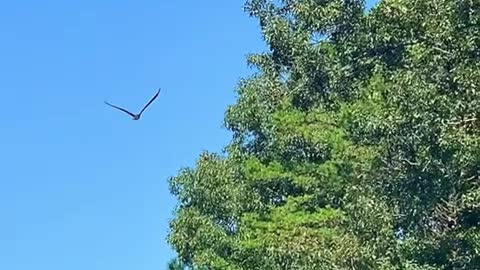 Amazing slow motion video of osprey diving for fish