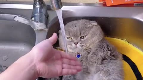 Funny cats taking a bath