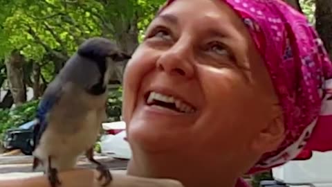 Blue Jay Bird Visits Rescuers Every Single Day | The Dodo