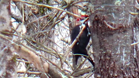 Pileated Woodpecker