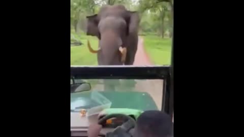 Stays Cool as an Elephant Charges