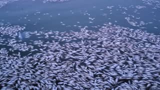 Thousands of Fish Float on Lake Surface